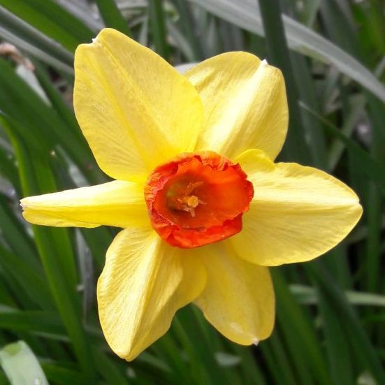 the last daffodil - May 8, 2021